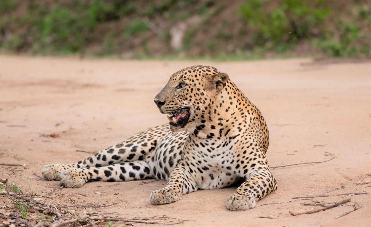 Makini Bush Camp, Yala Hotell Exteriör bild